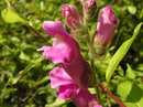 گل میمونی,Snapdragon
